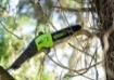 Picture of 60V Polesaw