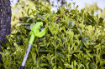 Picture of 24V  Pole Hedge Trimmer
